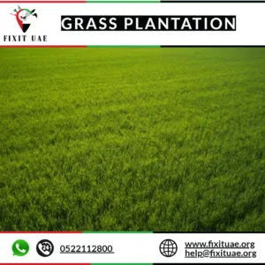 Grass Plantation